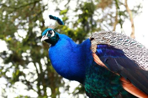 A beautiful peacock close up Stock Photos