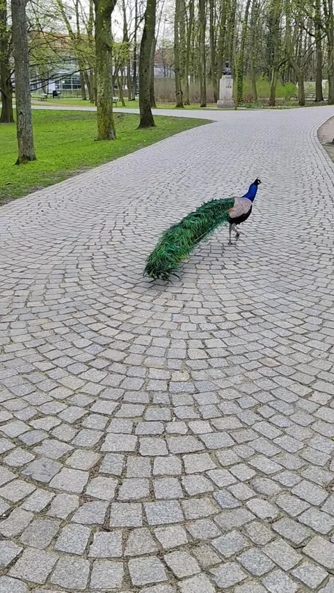 Beautiful peacock with closed tail walking away. Searching for food Stock Footage 302799884