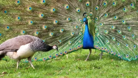 Beautiful peacock dance Video stock 272181097