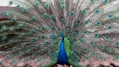 Beautiful peacock displaying its multicolored plumage Video stock 165193231