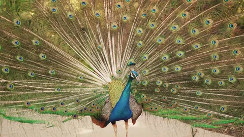 Beautiful Peacock Extends its Feathers Stock Footage 221291112