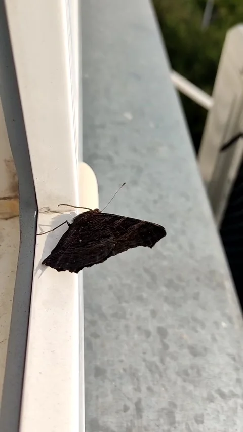 A beautiful peacock-eye butterfly has arrived and is sitting on the window Stock Footage 219361553