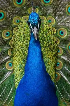 Beautiful peacock feather background Stock Photos