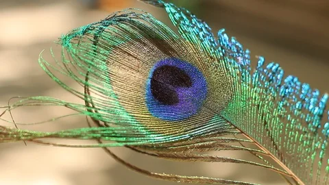 Beautiful peacock feather Vidéo 87875679