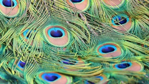 Beautiful peacock feather Stock Footage 272181099