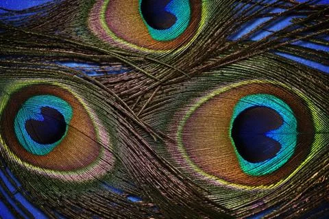 Beautiful peacock feather Stock Photos