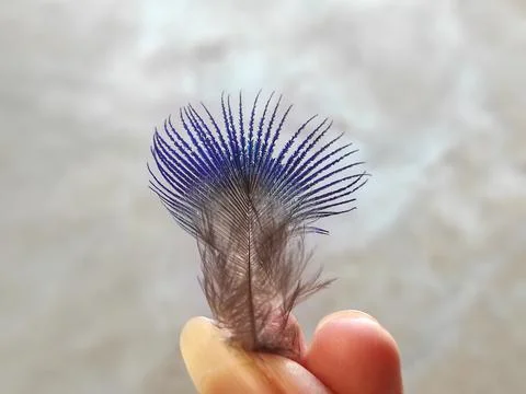 Beautiful Peacock feather Stock Photos