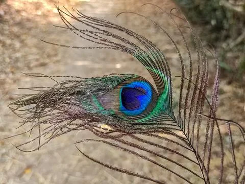 Beautiful Peacock feather Stock Photos