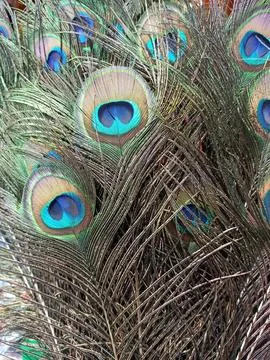 Beautiful peacock feathers on display Stock Photos