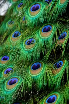 Beautiful peacock feathers Stock Photos