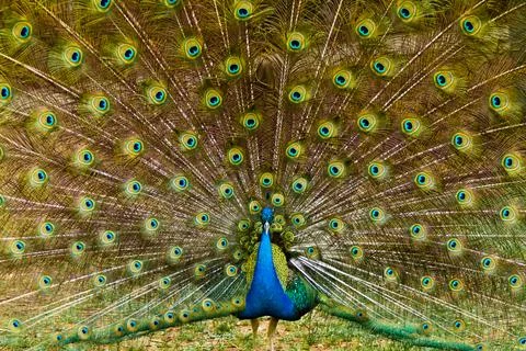 Beautiful peacock feathers.. Stock Photos