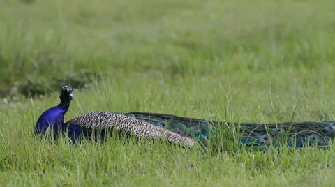 Beautiful Peacock In Field Stock Footage 26595224