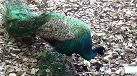 Beautiful Peacock Stock Footage 12046290