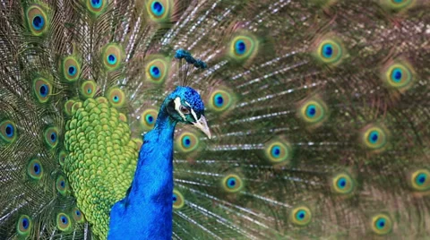 Beautiful peacock Video stock 34576460