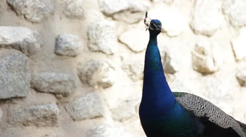 Beautiful Peacock 動画素材 51997490