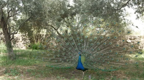 Beautiful Peacock Stock-Footage 59828888