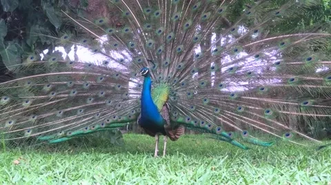 Beautiful Peacock 動画素材 68148307