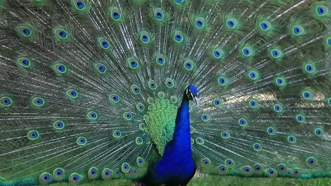 Beautiful peacock Stock Footage 75333461