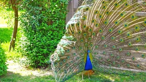 Beautiful peacock. Stock Footage 88708404
