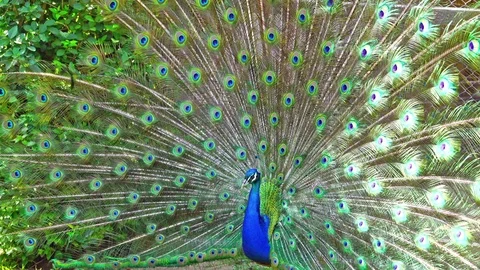 Beautiful peacock. Stock Footage 88744920