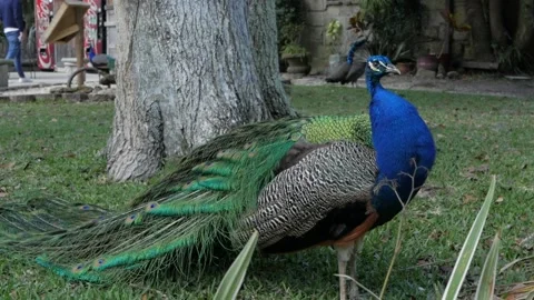 Beautiful Peacock Stock Footage 148513627