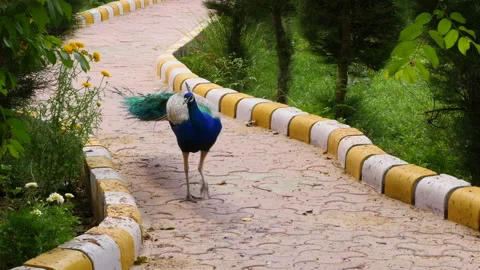 A beautiful peacock Stock Footage 237467932