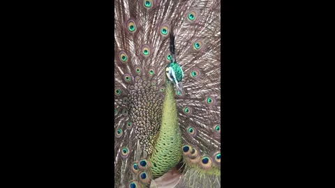 Beautiful peacock Stock Footage 330185473
