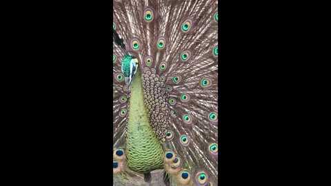 Beautiful peacock Stock Footage 330185474