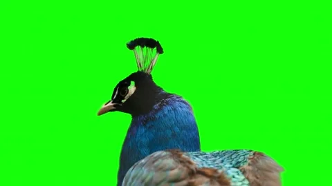 Beautiful peacock on a green screen background closeup Stock Footage 336611102