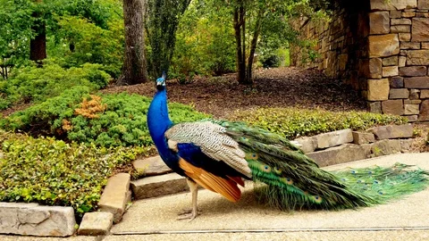 Beautiful Peacock Grooming Himself in Forest Stock Footage
