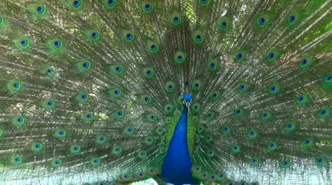 Beautiful peacock - HD  Stock Footage 436396