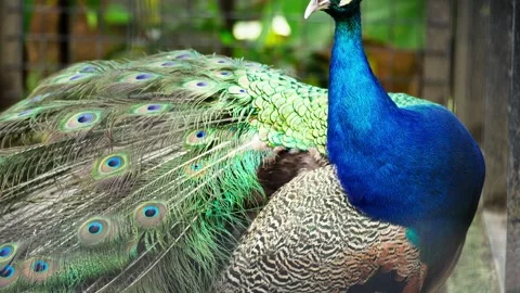 Beautiful Peacock Head Close Up Stock Footage 328486211