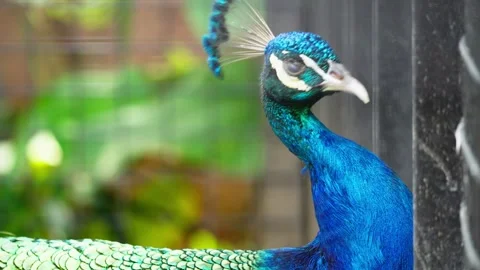 Beautiful Peacock Head Close Up Stock Footage 328486215