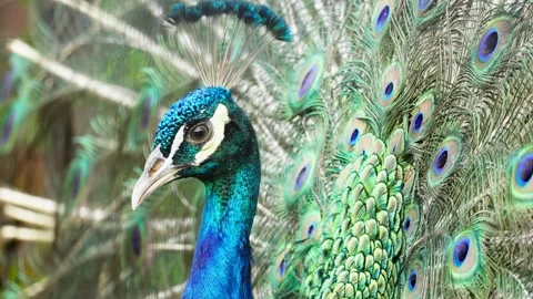Beautiful Peacock Head Close Up Stock Footage 328486287