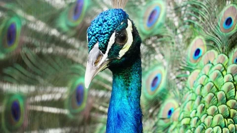 Beautiful Peacock Head Close Up Video stock 328486315
