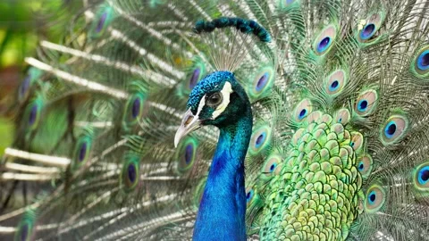 Beautiful Peacock Head Close Up Stock Footage 328486611