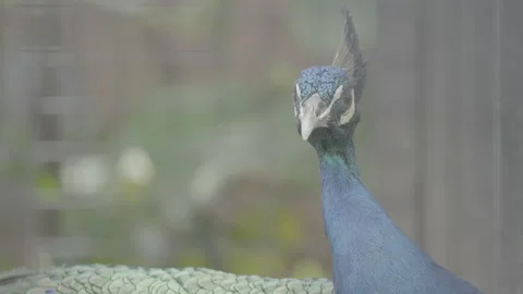 Beautiful Peacock Head Close Up S log 3 10bit 422 Stock Footage 328494830
