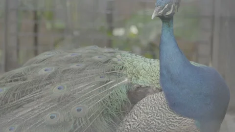 Beautiful Peacock Head Close Up S log 3 10bit 422 Stock Footage 328495093