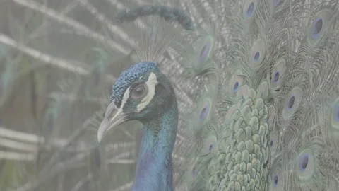 Beautiful Peacock Head Close Up S log 3 10bit 422 Stock Footage 328499778