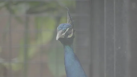 Beautiful Peacock Head Close Up S log 3 10bit 422 Stock Footage 328503696