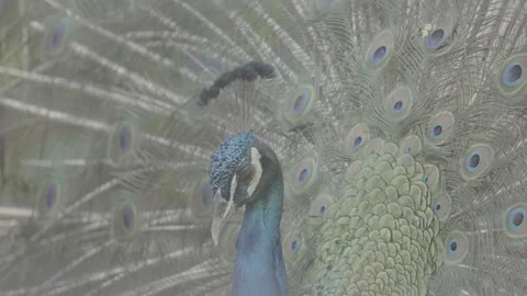 Beautiful Peacock Head Close Up S log 3 10bit 422 Stock Footage 328513326