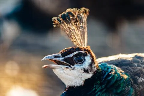 Beautiful peacock head with a tuft Stock Photos