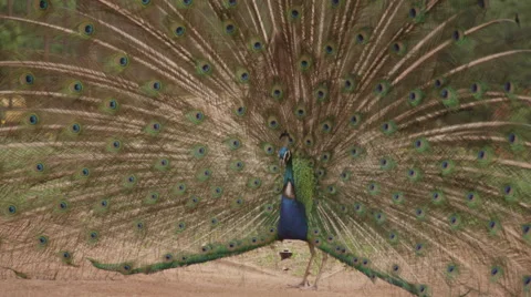 Beautiful peacock with it's feathers spread out in zoo Stock Footage 67555449