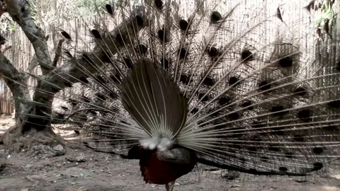A beautiful peacock with its tail feathers fully fanned out, standing in a Stock Footage 343735371