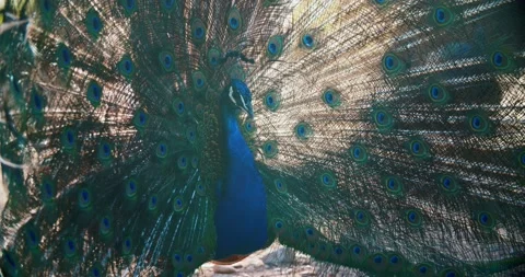 Beautiful peacock with its tail open in all its splendor. Vídeo Stock 136824652
