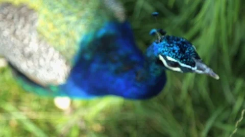 The beautiful peacock is leaving Stock Footage 87903993