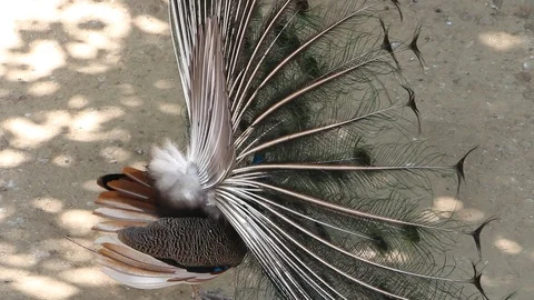 Beautiful Peacock with Open Feathers Stock Footage 86627173