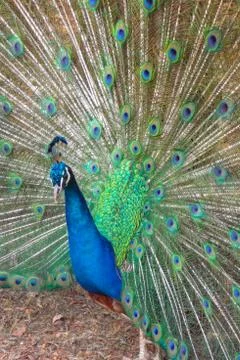 Beautiful Peacock with open feathers side view Stock Photos
