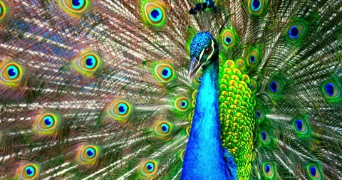 Beautiful peacock with open feathers tail dance Stock Footage 302418765