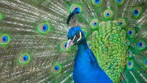 Beautiful peacock with open tail Stock Footage 90435254